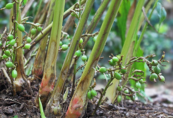 Cardamom Essential Oil