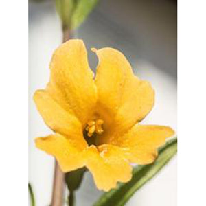 Mimulus Flower Essence