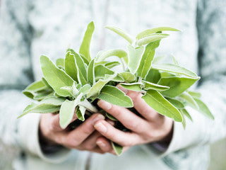 Clary Sage Essential Oil