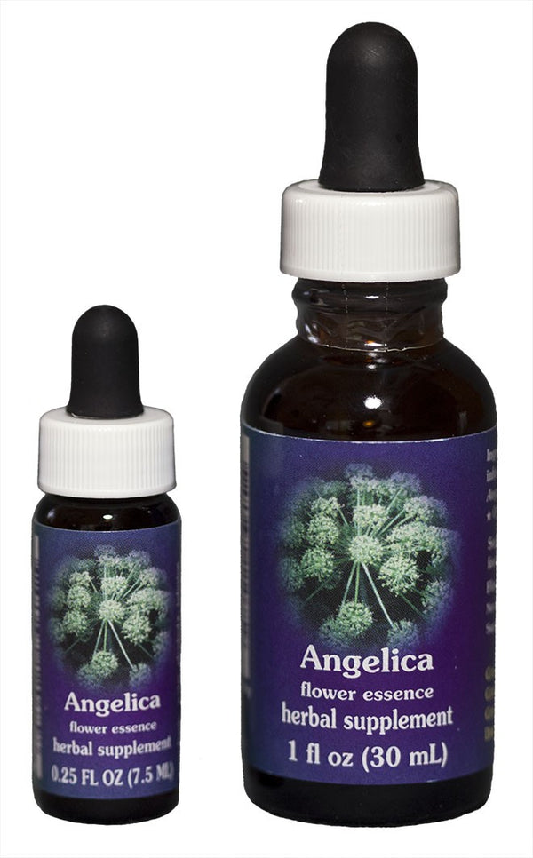 Angelica Flower Essence Wild Spirit Herbals