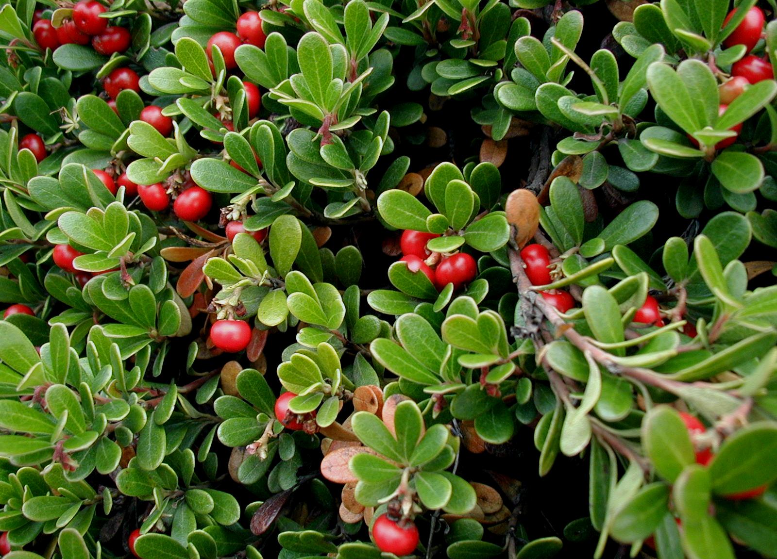 Monograph: Arctostaphylos uva ursi